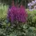 Астильба ВИЖНС китайская в Самохваловичи