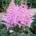 Астильба ГИАЦИНТ Арендса в Самохваловичи