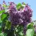 Сирень ВИОЛЕТТА в Самохваловичи