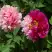 Пион ДВЕ СЕСТРЫ древовидный в Самохваловичи