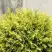 Туя ГОЛДЕН ГЛОБ западная в Самохваловичи
