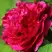 Пион НОЧНЫЕ ГРЕЗЫ древовидный в Самохваловичи