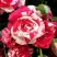 Роза ФАЙЕР ВОРКС миниатюрная в Самохваловичи