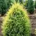 Можжевельник ГОЛД КОН обыкновенный в Самохваловичи