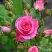 Роза ЛАВЛИ ЛИДИЯ спрей в Самохваловичи