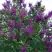 Сирень СУМЕРКИ в Самохваловичи