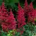 Астильба БУРГУНДИ РЕД Арендса в Самохваловичи