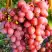 Виноград КИШМИШ КРАСНЫЙ в Самохваловичи