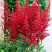 Астильба БУРГУНДИ РЕД Арендса в Самохваловичи