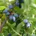 Жимолость съедобная НАРЫМСКАЯ в Самохваловичи