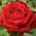 Роза СОФИ ЛОРЕН чайно-гибридная в Самохваловичи