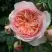 Роза СУРИР ДЕ ХАВР чайно-гибридная в Самохваловичи