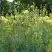 Василистник ГЛАУКУМ желтый в Самохваловичи