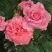 Роза ПЬЕР КАРДЕН чайно-гибридная в Самохваловичи