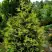 Туя ЗЕБРИНА ЭКСТРА ГОЛД складчатая в Самохваловичи