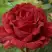 Роза РЕД ИНТУИШН чайно-гибридная в Самохваловичи