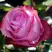 Роза ДИП ВОТЕР чайно-гибридная в Самохваловичи