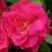 Роза ДЖОРДЖ ВАНКУВЕР флорибунда в Самохваловичи