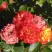 Роза ТАЙФУН спрей в Самохваловичи