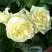 Роза ЭЛЬФ плетистая в Самохваловичи