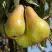 Груша КОНКОРД в Самохваловичи
