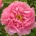 Пион СЕРЕБРИСТЫЙ РУЧЕЙ древовидный в Самохваловичи