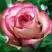 Роза КАРУСЕЛЬ чайно-гибридная в Самохваловичи