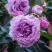 Роза СИЛЬВЕР КВИК плетистая в Самохваловичи
