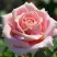Роза ФРЕДЕРИК МИСТРАЛЬ чайно-гибридная в Самохваловичи