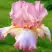 Ирис БЛАШИНГ ПИНК бородатый в Самохваловичи