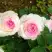 Роза ДОЛЬЧЕ ВИТА чайно-гибридная в Самохваловичи