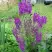 Коровяк ВИОЛЕТТА (вербаскум) в Самохваловичи