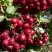 Рябина ГРАНАТНАЯ сладкоплодная в Самохваловичи