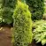 Можжевельник ГОЛД КОН обыкновенный в Самохваловичи