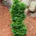 Туя СПИРАЛИС МИНИ западная в Самохваловичи