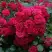 Роза РАДОСТЬ САДОВНИКА (ГАРТЕН ФРОЙДЕ) почвопокровная в Самохваловичи