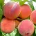 Персик ВАЙН ГОЛД Т3 в Самохваловичи