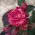 Роза ФАЙЕР ВОРКС миниатюрная в Самохваловичи