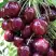 Черешня СИЛЬВИЯ колоновидная в Самохваловичи