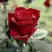 Роза ТАБУ чайно-гибридная в Самохваловичи