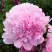 Пион ДИННЕР ПЛЕЙТ травянистый в Самохваловичи