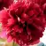 Пион БЕЛГРАВИЯ травянистый в Самохваловичи