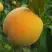 Персик ДОНЕЦКИЙ ЖЕЛТЫЙ в Самохваловичи
