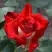 Роза АЛЬЯНС чайно-гибридная в Самохваловичи