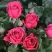 Роза ЛАВ ЛЕТТЕР флорибунда в Самохваловичи