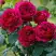 Роза КЕЙТ английская в Самохваловичи