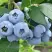 Голубика БЛЮЭТТА в Самохваловичи