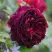 Роза МАНСТЕД ВУД английская в Самохваловичи