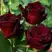 Роза ЧЕРНАЯ МАГИЯ чайно-гибридная в Самохваловичи