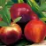 Нектарин СТАРК РЕД ГОЛД в Самохваловичи